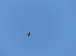 FZ016861 Kestrel (falco tinnunculus).jpg